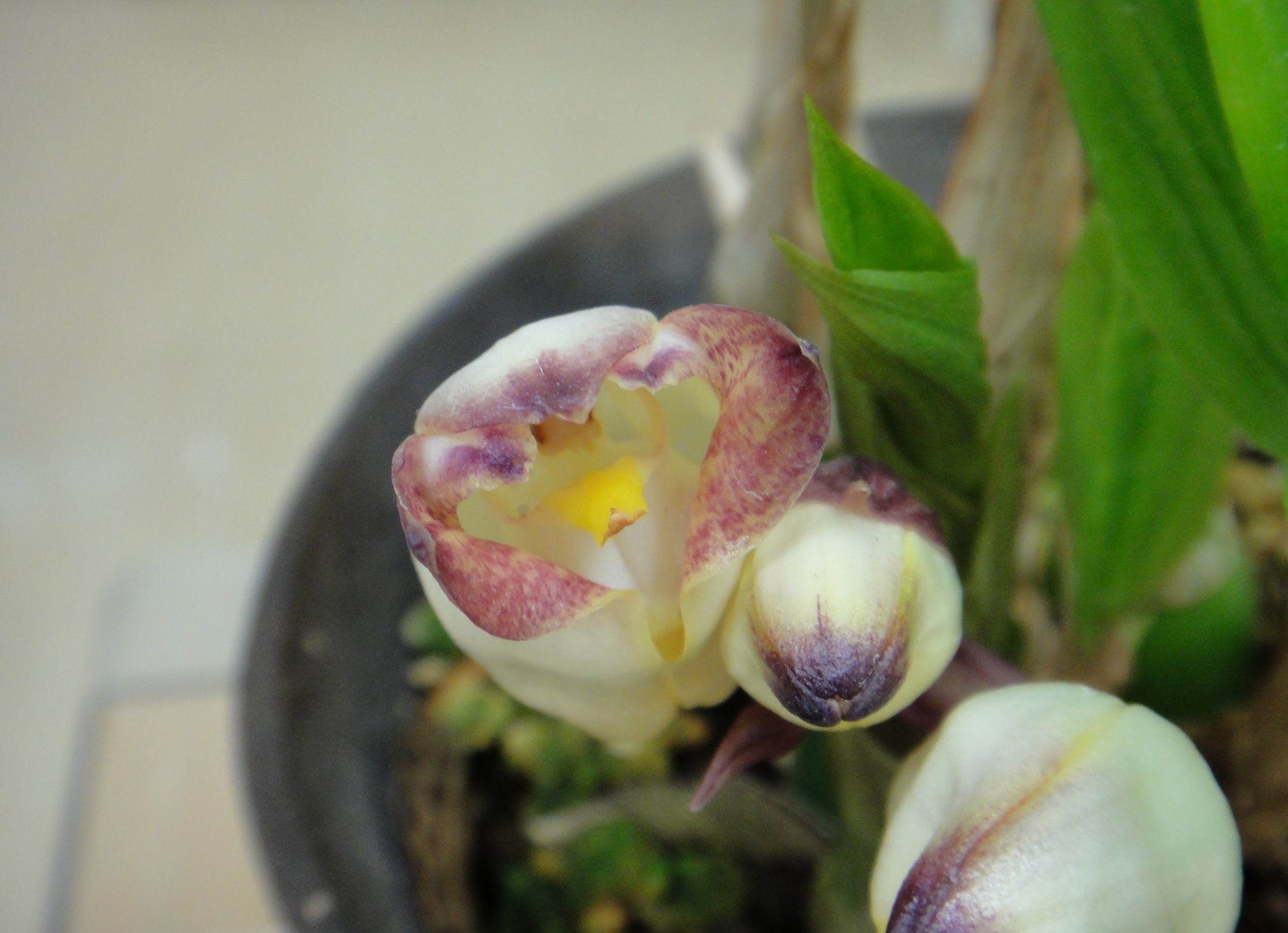 Acanthephippium sylhetense Lindley